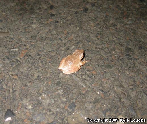 Northern Spring Peeper (Pseudacris crucifer crucifer)