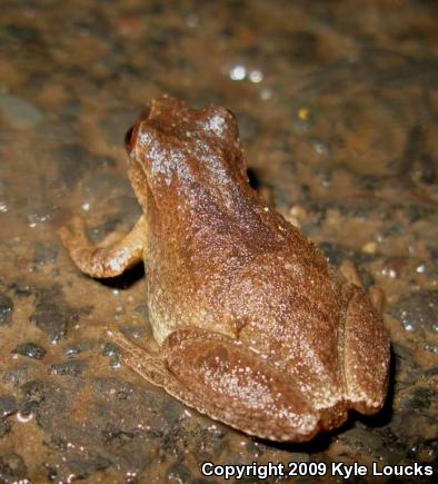 Spring Peeper (Pseudacris crucifer)