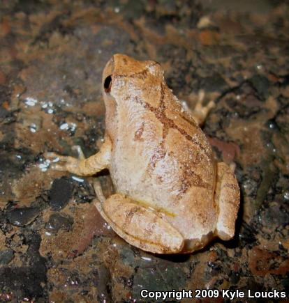 Spring Peeper (Pseudacris crucifer)