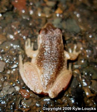 Spring Peeper (Pseudacris crucifer)