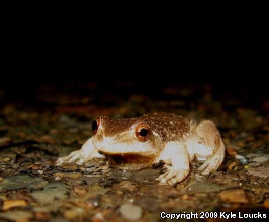 Spring Peeper (Pseudacris crucifer)