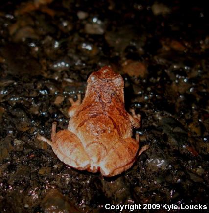 Spring Peeper (Pseudacris crucifer)