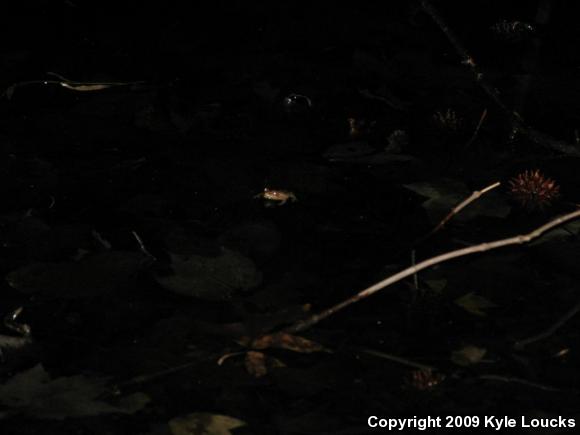 Northern Spring Peeper (Pseudacris crucifer crucifer)