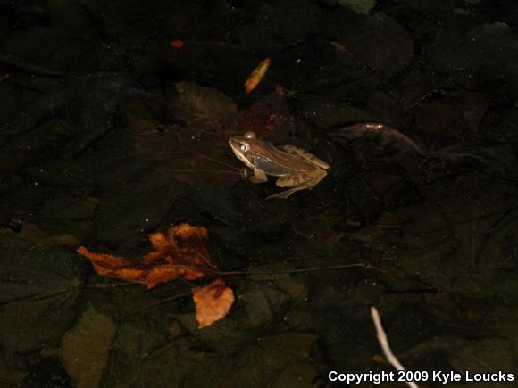 Wood Frog (Lithobates sylvaticus)