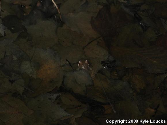 Wood Frog (Lithobates sylvaticus)