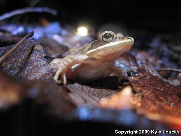 Wood Frog (Lithobates sylvaticus)