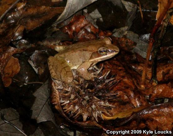 Wood Frog (Lithobates sylvaticus)