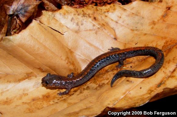 Eastern Red-backed Salamander (Plethodon cinereus)