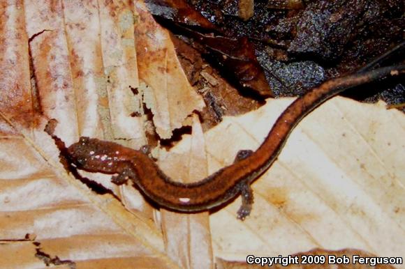 Eastern Red-backed Salamander (Plethodon cinereus)