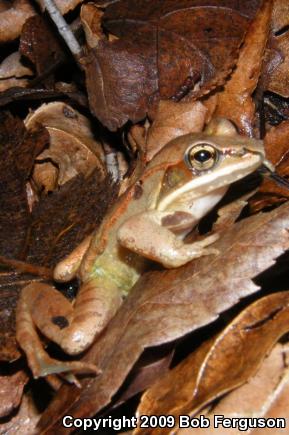 Wood Frog (Lithobates sylvaticus)