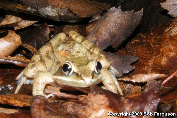 Wood Frog (Lithobates sylvaticus)