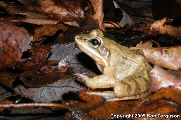 Wood Frog (Lithobates sylvaticus)