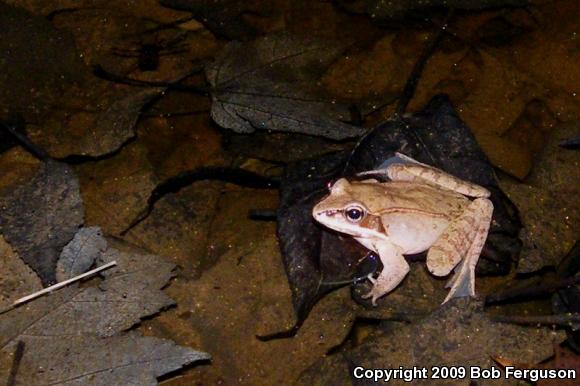 Wood Frog (Lithobates sylvaticus)