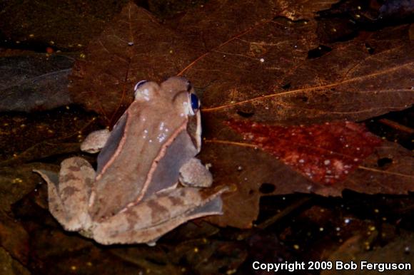 Wood Frog (Lithobates sylvaticus)