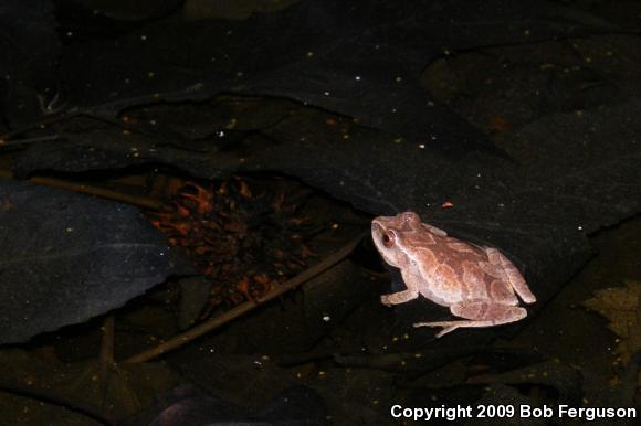 Northern Spring Peeper (Pseudacris crucifer crucifer)