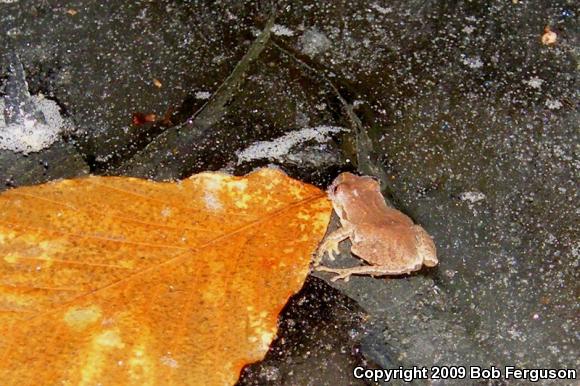 Northern Spring Peeper (Pseudacris crucifer crucifer)