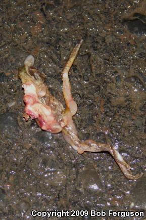 Northern Spring Peeper (Pseudacris crucifer crucifer)