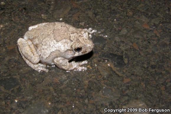 Gray Treefrog (Hyla versicolor)