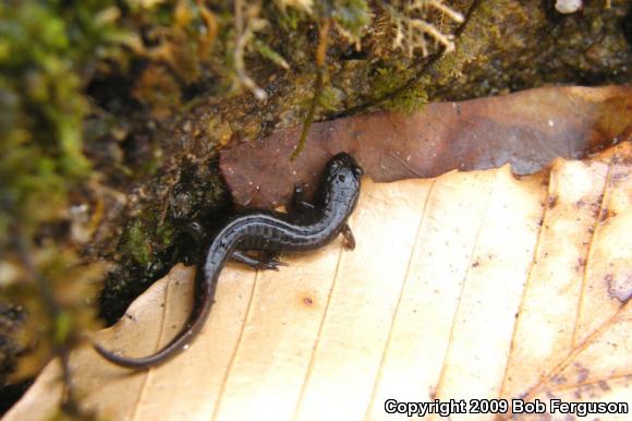 Northern Dusky Salamander (Desmognathus fuscus)