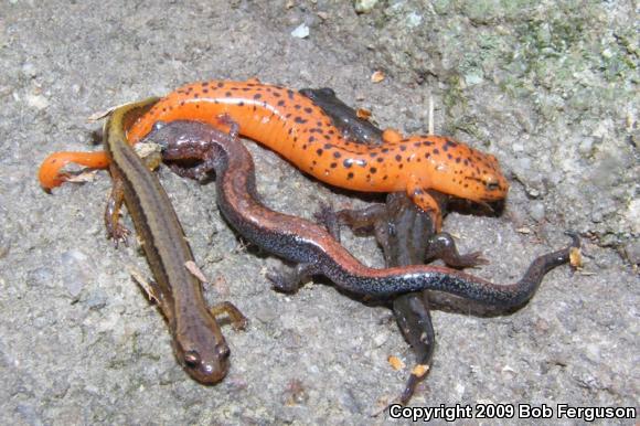 Northern Dusky Salamander (Desmognathus fuscus)