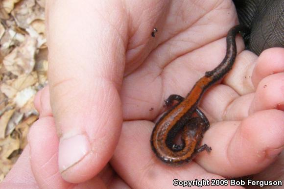 Eastern Red-backed Salamander (Plethodon cinereus)