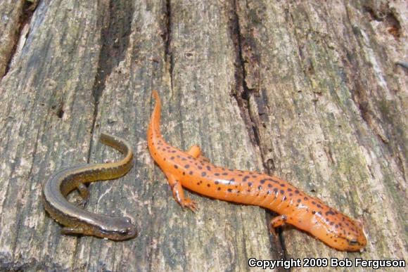 Northern Two-lined Salamander (Eurycea bislineata)