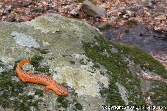 Northern Red Salamander (Pseudotriton ruber ruber)