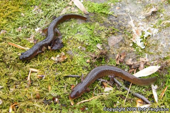 Northern Red Salamander (Pseudotriton ruber ruber)