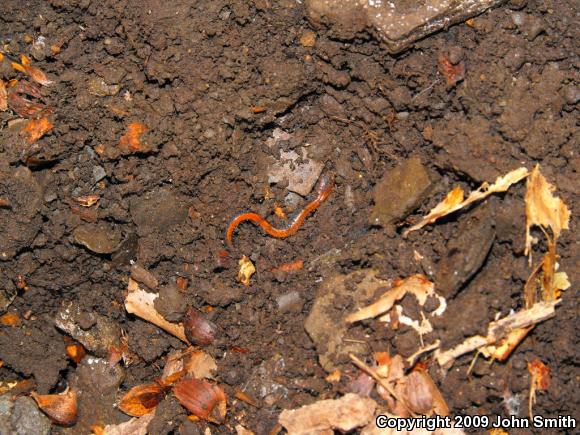 Eastern Red-backed Salamander (Plethodon cinereus)