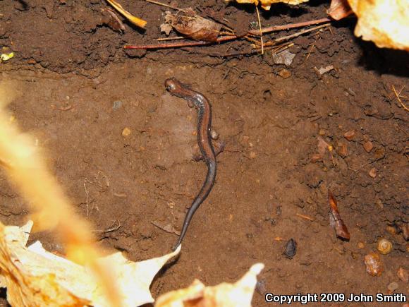 Eastern Red-backed Salamander (Plethodon cinereus)