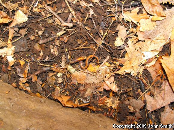 Eastern Red-backed Salamander (Plethodon cinereus)