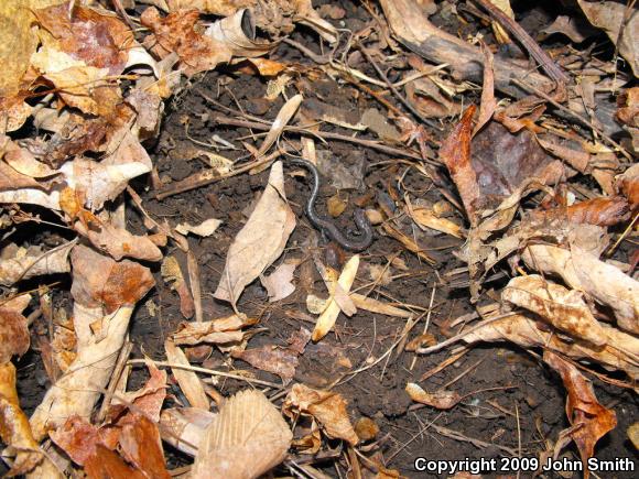 Eastern Red-backed Salamander (Plethodon cinereus)