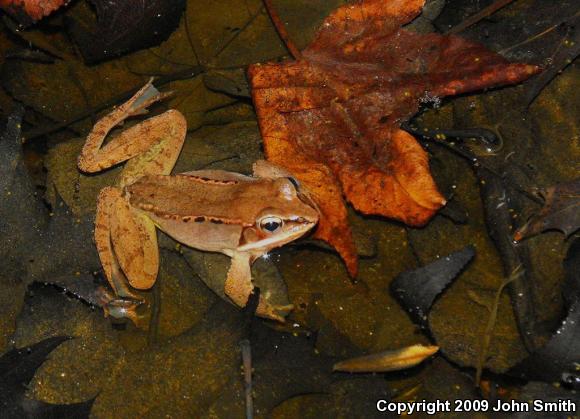 Wood Frog (Lithobates sylvaticus)