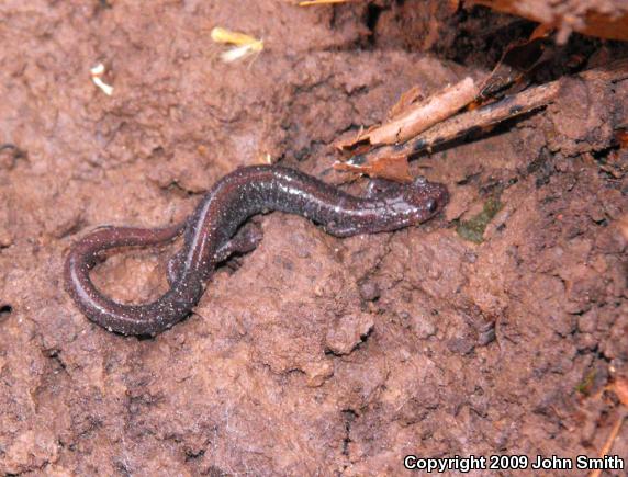 Eastern Red-backed Salamander (Plethodon cinereus)