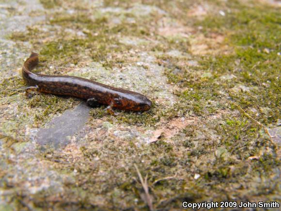 Northern Red Salamander (Pseudotriton ruber ruber)