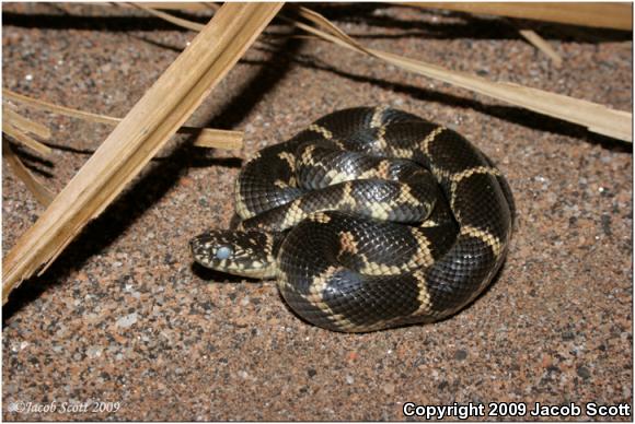 Eastern Kingsnake (Lampropeltis getula getula)