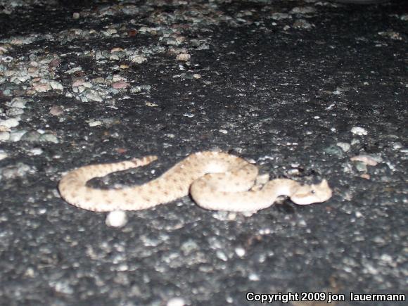 Colorado Desert Sidewinder (Crotalus cerastes laterorepens)