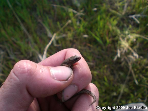 Desert Night Lizard (Xantusia vigilis vigilis)