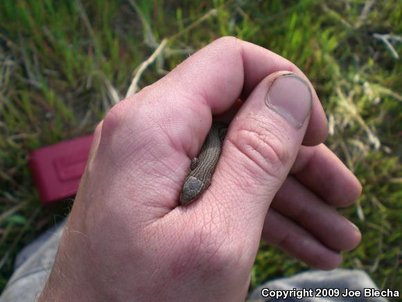 Desert Night Lizard (Xantusia vigilis vigilis)