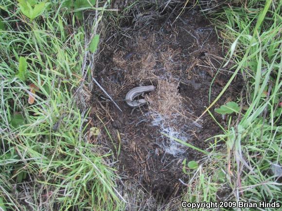 Western Skink (Plestiodon skiltonianus skiltonianus)