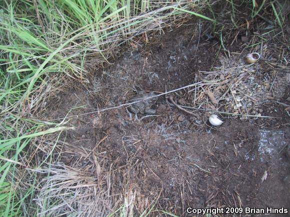 Southern California Toad (Anaxyrus boreas halophilus)