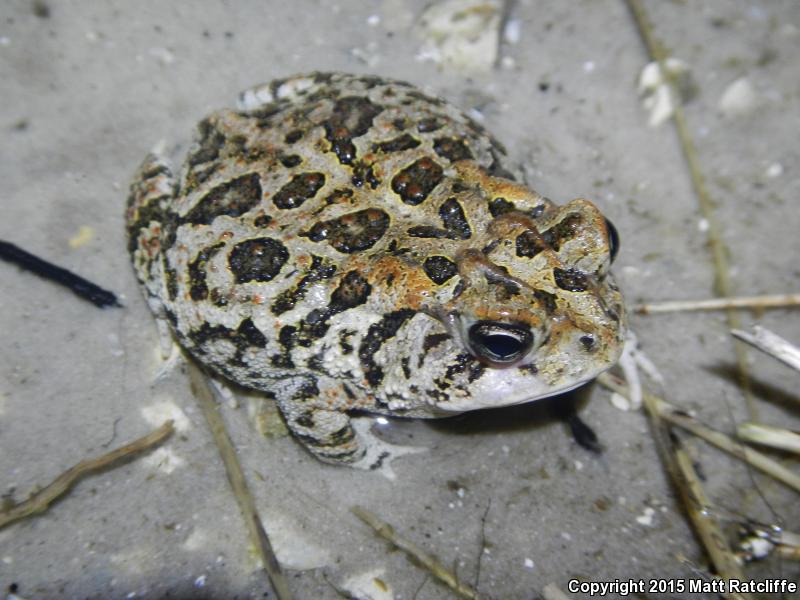 Southern Toad (Anaxyrus terrestris)