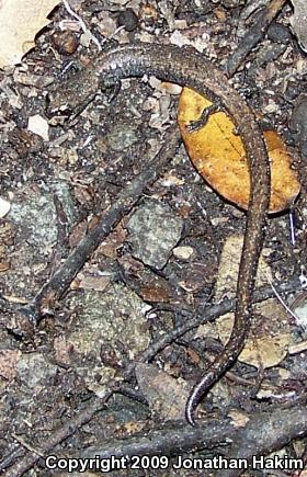 San Gabriel Mountains Slender Salamander (Batrachoseps gabrieli)