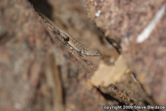 Western Side-blotched Lizard (Uta stansburiana elegans)