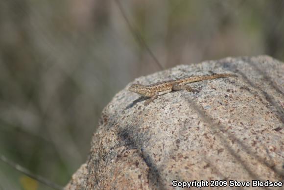 Western Side-blotched Lizard (Uta stansburiana elegans)