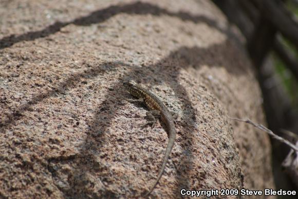 Western Side-blotched Lizard (Uta stansburiana elegans)