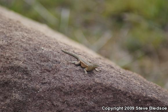 Western Side-blotched Lizard (Uta stansburiana elegans)