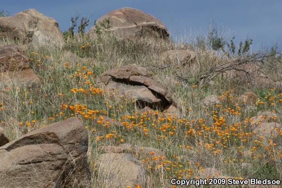 Western Side-blotched Lizard (Uta stansburiana elegans)