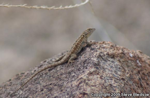 Western Side-blotched Lizard (Uta stansburiana elegans)