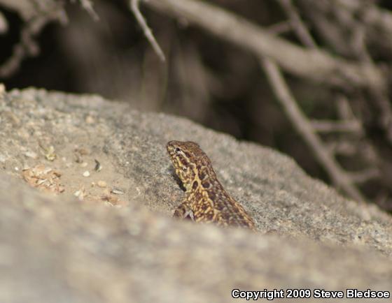 Western Side-blotched Lizard (Uta stansburiana elegans)